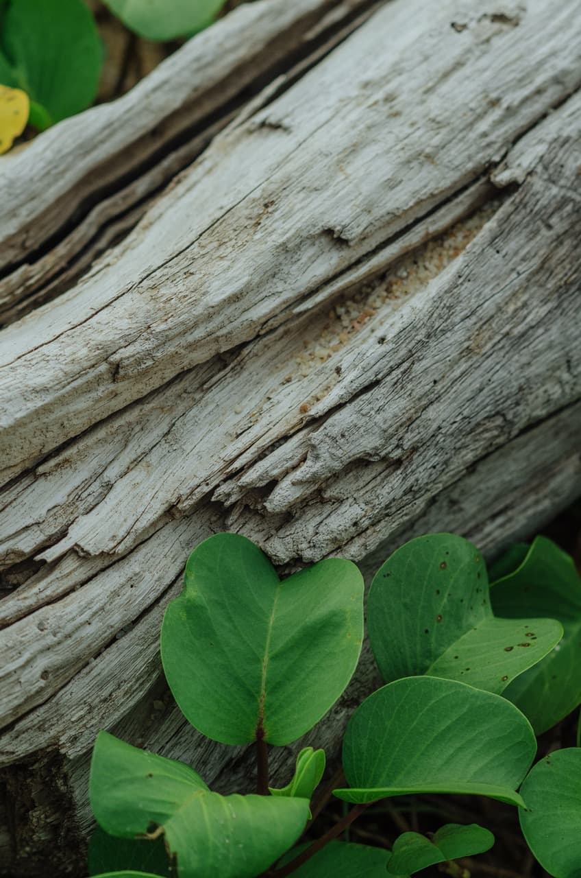 Превью Sri Lanka 2022